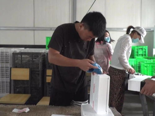 滦州这镇发展特色农产品加工业，拓宽农民增收新路径